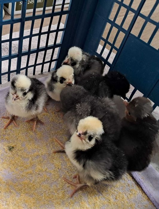 Oua cu precomanda Motata Olandeza