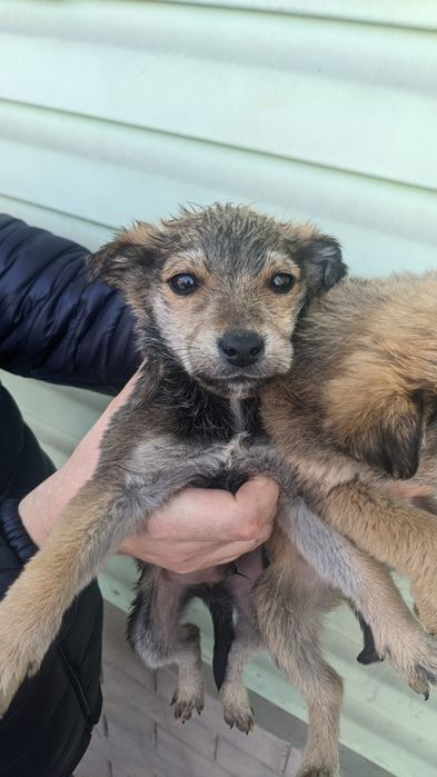 Крысоловы шустрые