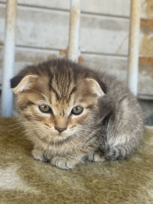 котята пародисти
