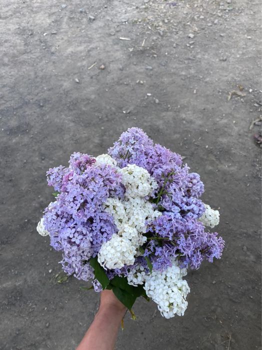Букеты сирень ароматные