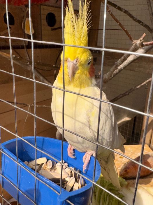 Корелла_Самка (мода-ургочи)