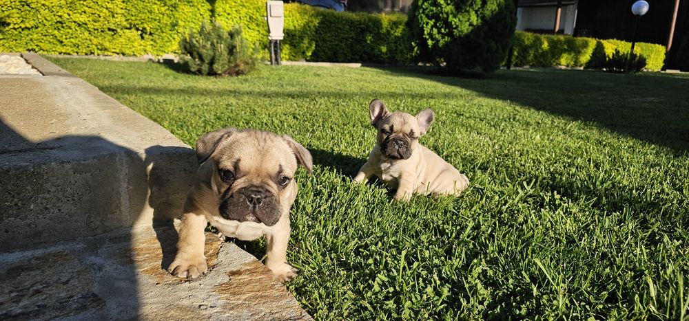 Френски булдог / френски булдочета