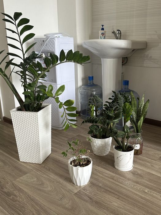 Гүл сатылады, өте әдемі керемет гүлдер ………………..