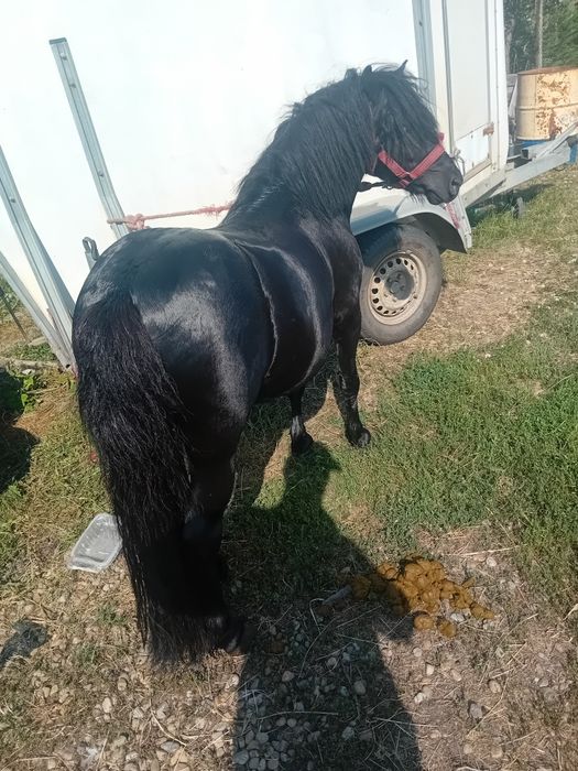 Vand ponei armasar negru