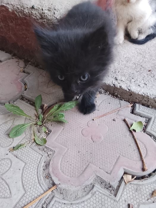 Отдам котят бесплатно