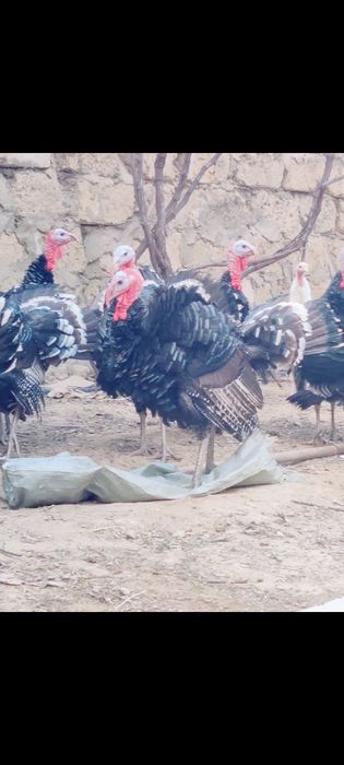 Индюктер сатылады Актау Рекон