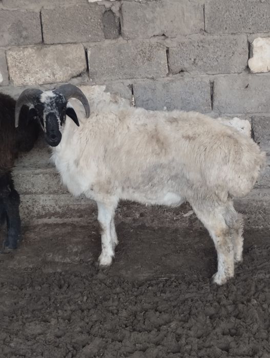 Барралар келишилган нархда сотилади