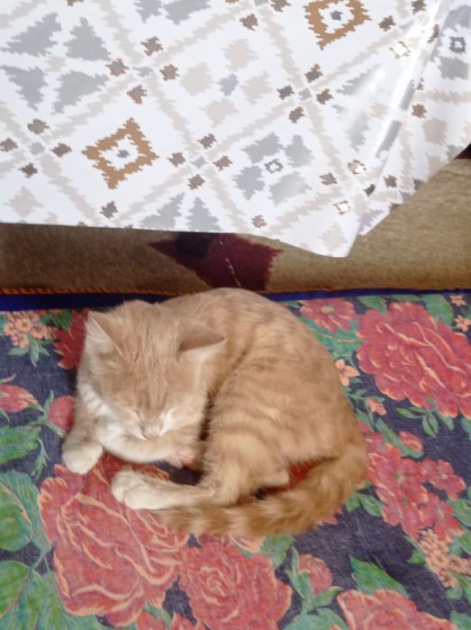 Отдаю котика даром