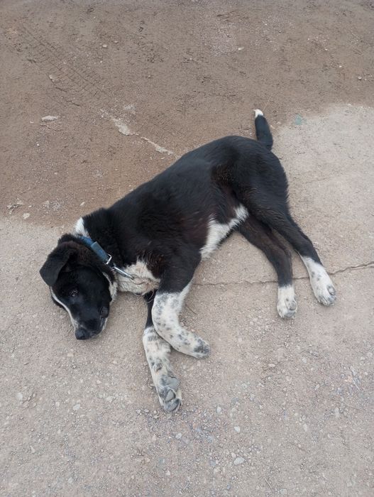 Продается щенок породы алабай