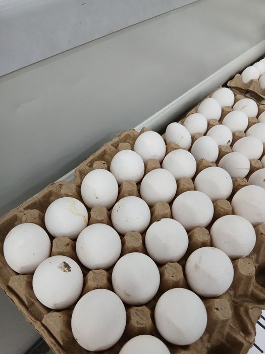 Яйцо по оптовой цене