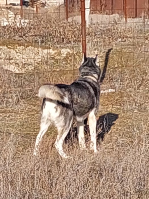 Сибирский Хаски 6 лет