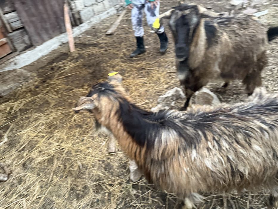 Продажа коз,ешкі