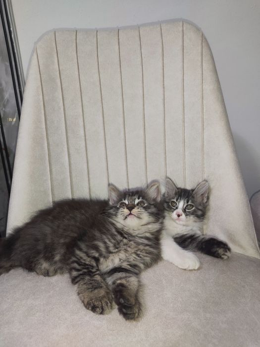 Котята метисы 2.5 месяца девочка и мальчик