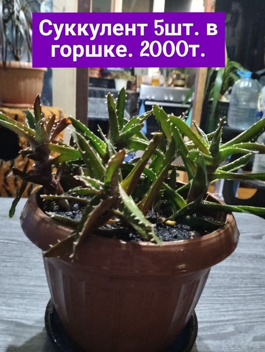 Продам цветы листайте