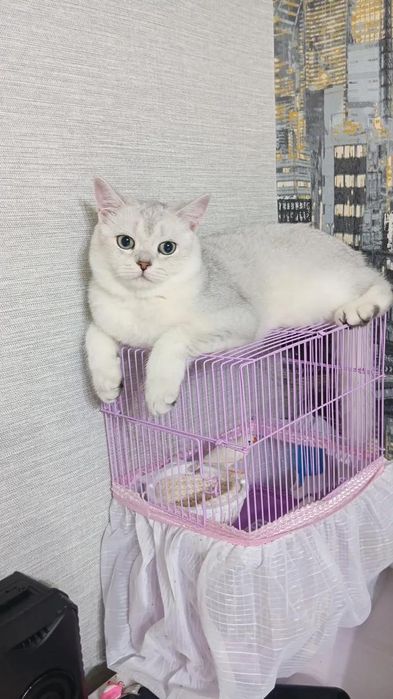 Продам чистоплотного, чистокровного котика 8 мес серебристую шиншиллу