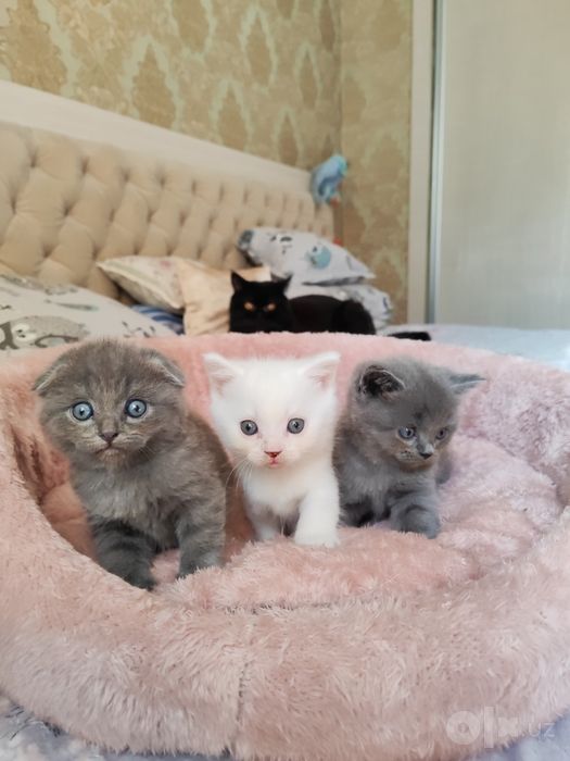 Продаются котята