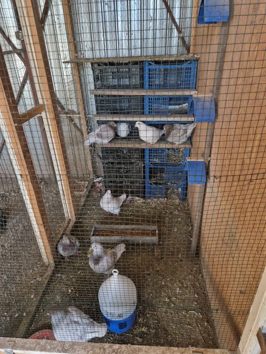 turturele răzătoare