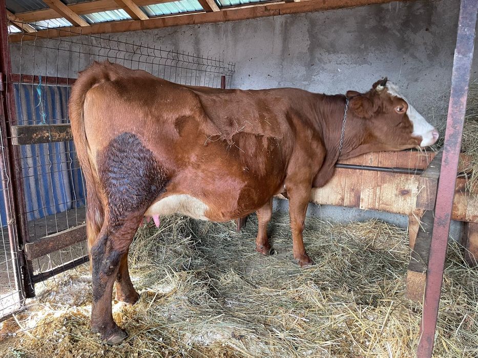 Vând două vaci, împreună sau separat