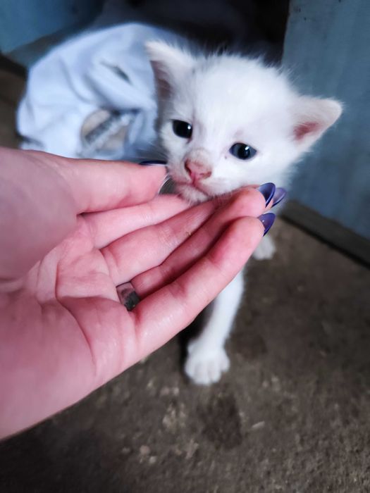 Pisici pentru adopție