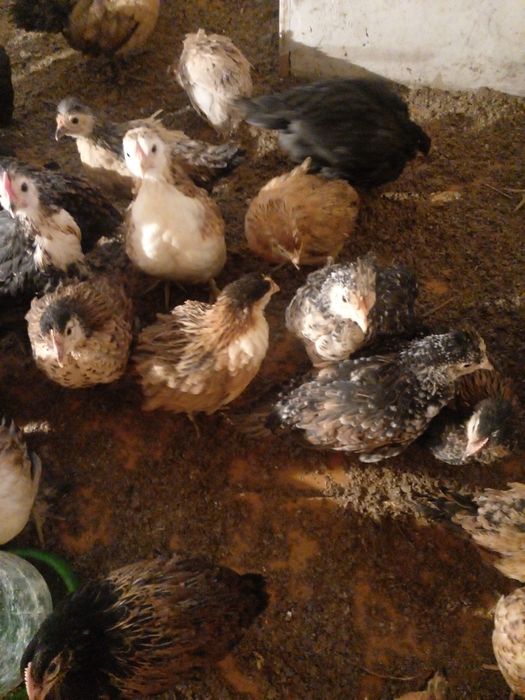 Продам. Цыплят домашние обычные