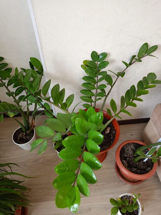 Үйдің гүлі сатылады