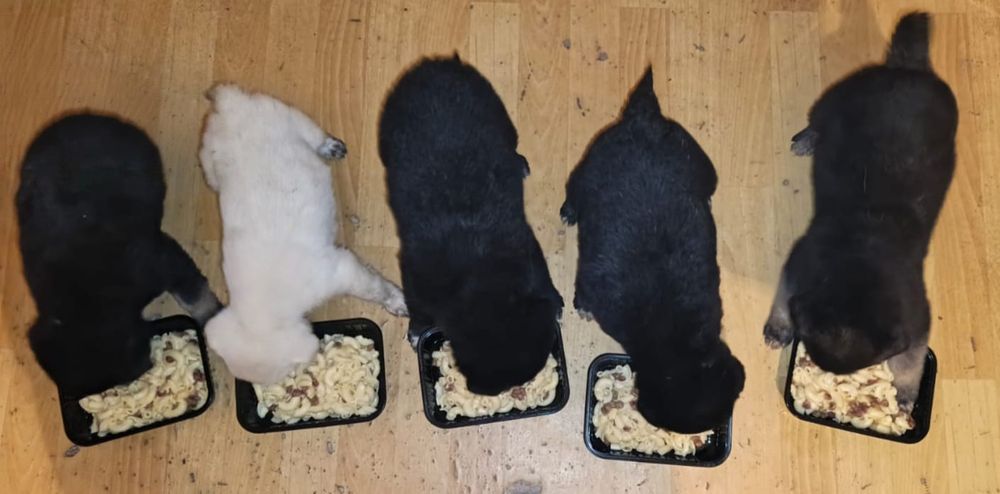 Отдам в хорошие и добрые руки