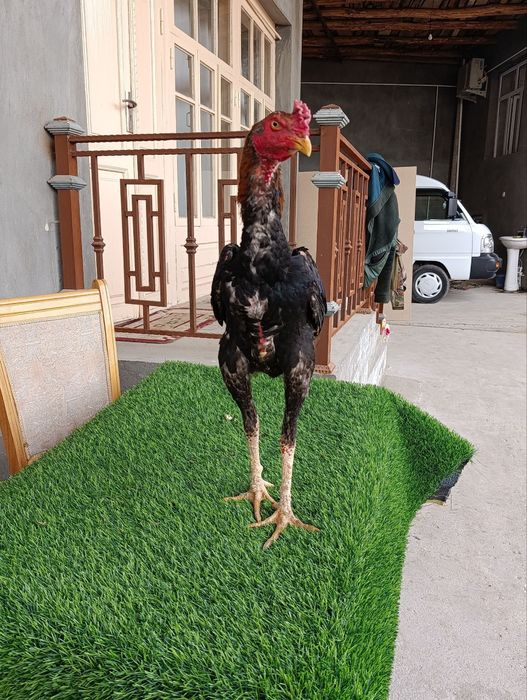 Dakan xoroz sotiladi