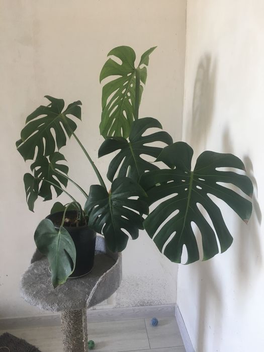 Продам цветок Монстера