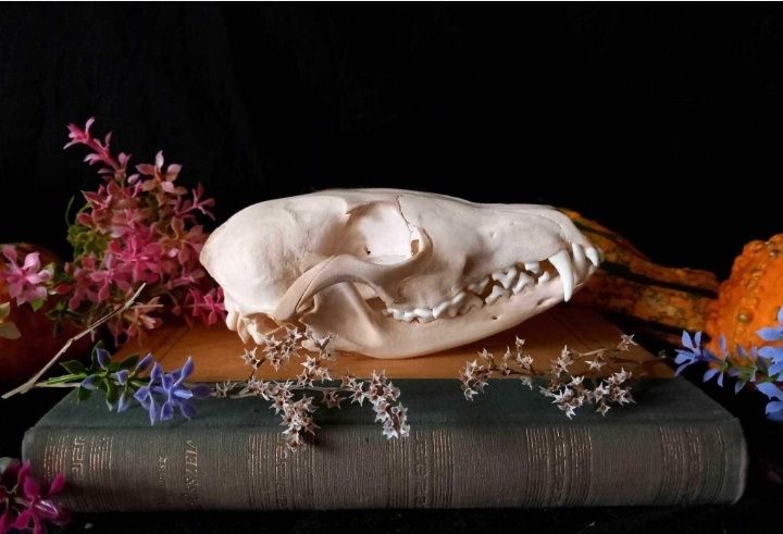 Trofeu,trofee,craniu,craniu de vulpe