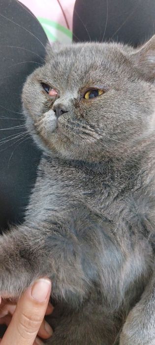 Воспитанные котята ищут дом