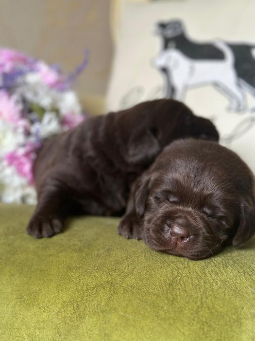 Щенки лабрадора,питомник