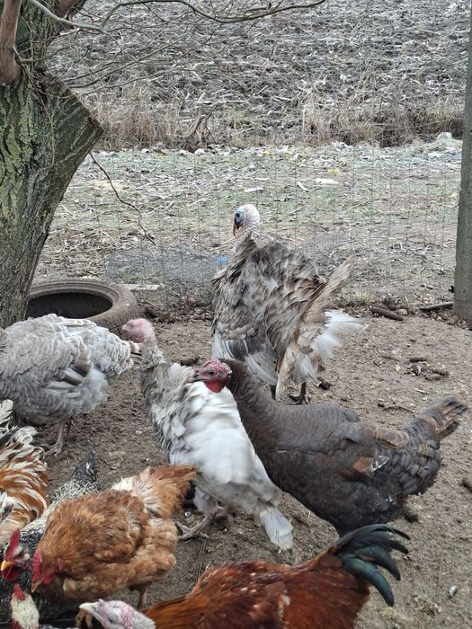 Familie de curci, curcani