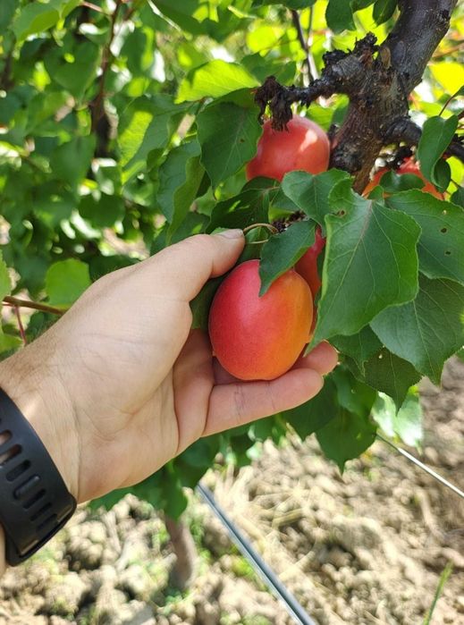 Caise coapte pentru fermentare – Alegerea ideală pentru băuturi artizanale