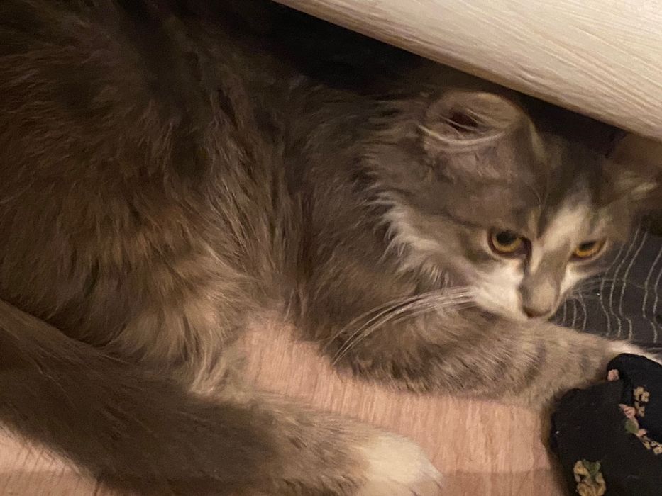 отдам котенка девочку