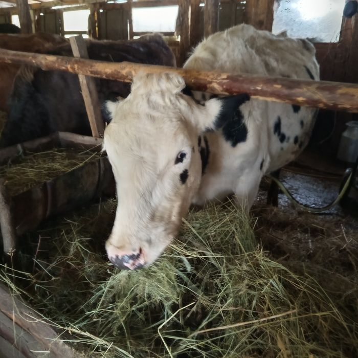 Vaci Holstein de vanzare