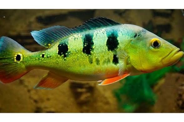 Редкая экзотическая рыба