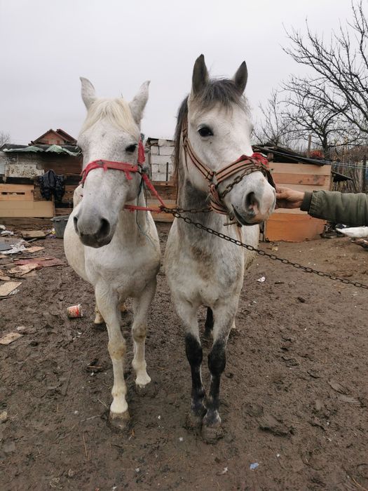 de vanzare iapa si manza