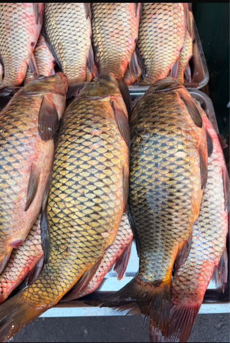 Сазан карась с чисткой без чистки