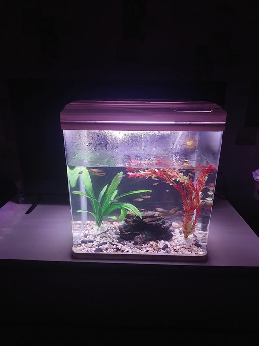 Аквариум рыбки, корм, филтр