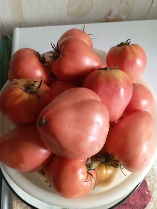 Продам домашние помидоры
