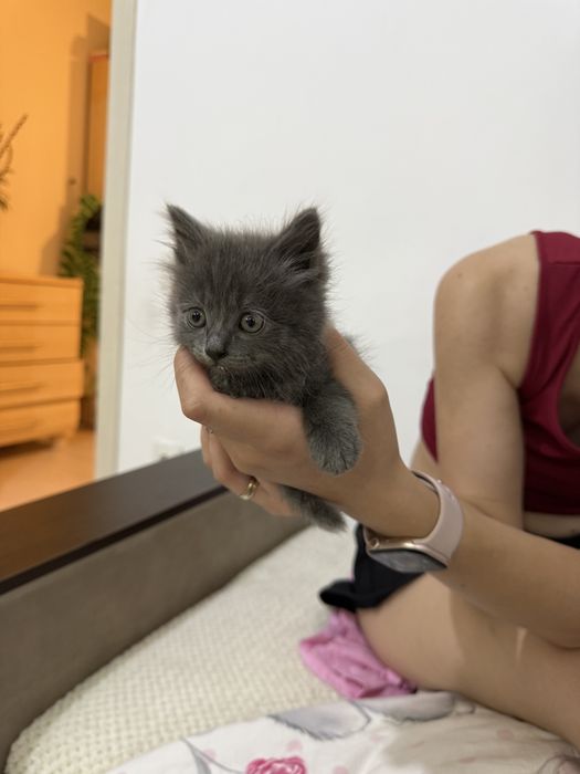 Отдам котят в добрые руки