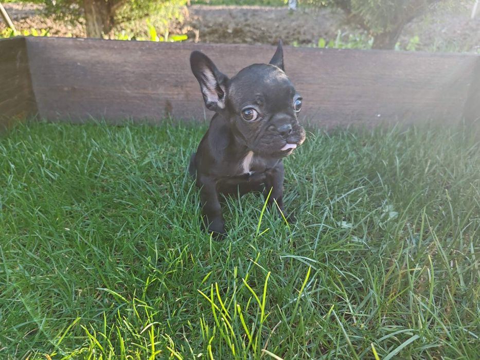 Френски  булдог ЖЕНСКО