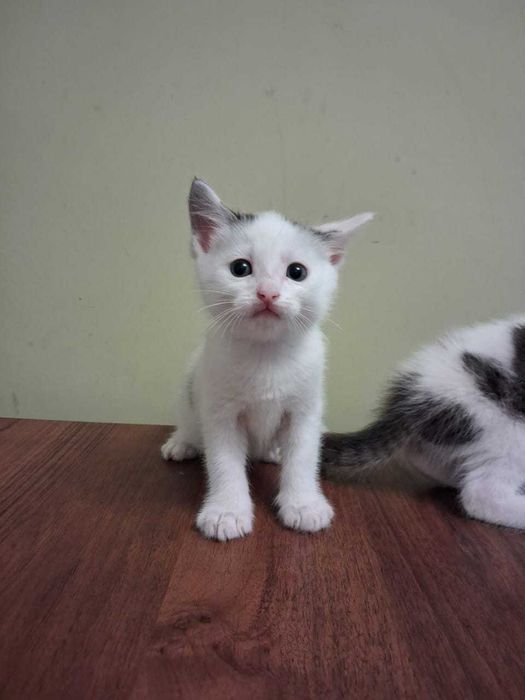 отдам котят добрым людям