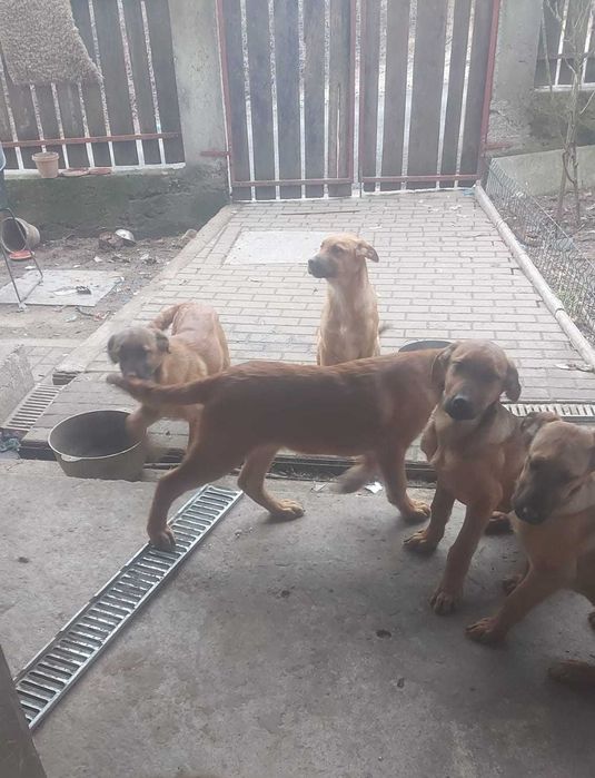 donez cateii 4 luni metisi  ciobanesc Malinois belgian