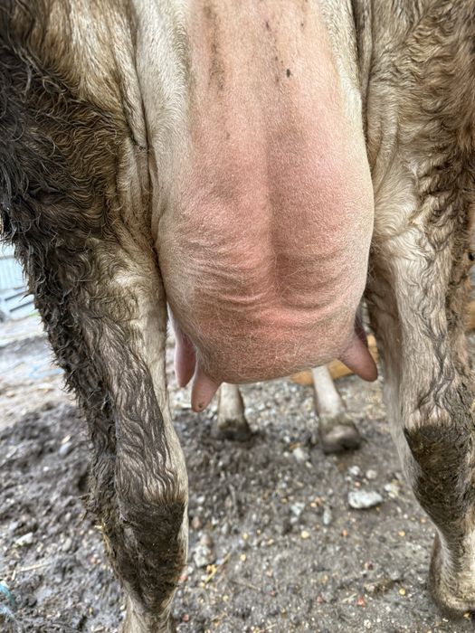 Vacă la prima fătare o vitica angus