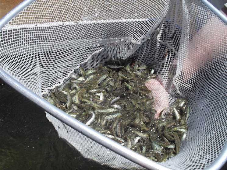 Оплодотворенная икра радужной форели