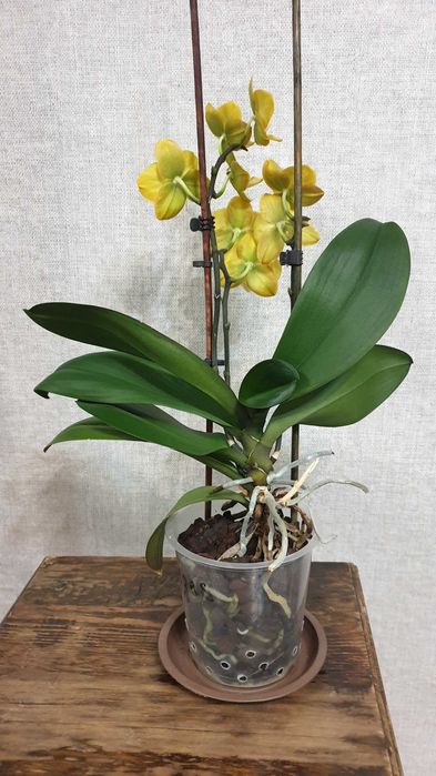 Продам орхидею Las Vegas