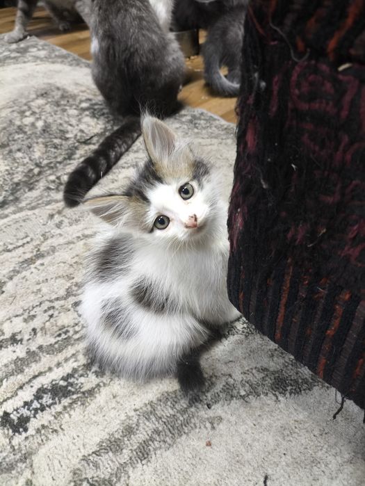 Отдам бесплатно котят