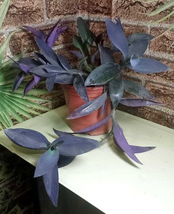 Продам.  Сеткреазия пурпурная