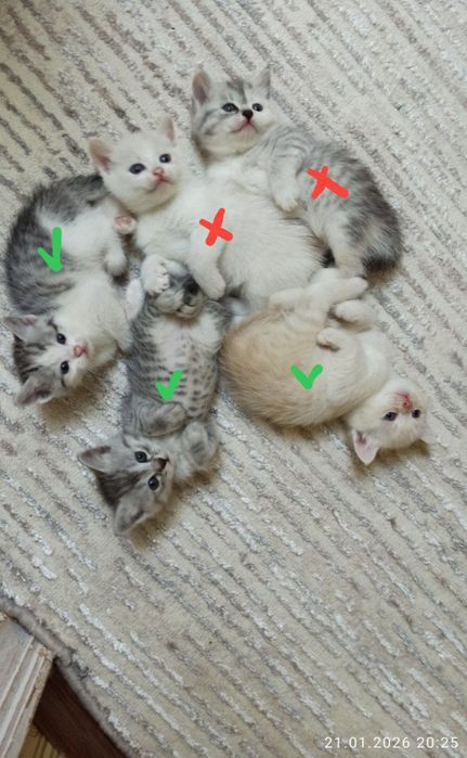 Ширингина мушукчалар